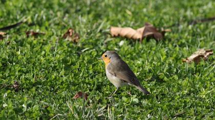 European Robin