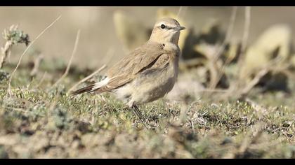 Isabelline Wheatear