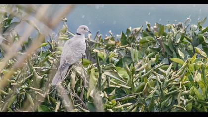 Eurasian Collared Dove