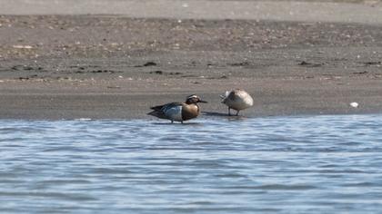 Garganey
