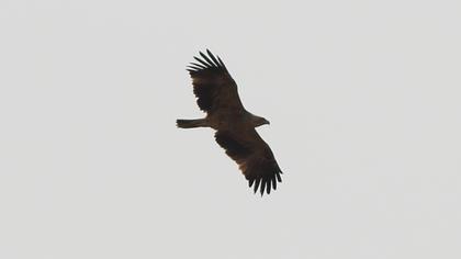 Eastern Imperial Eagle