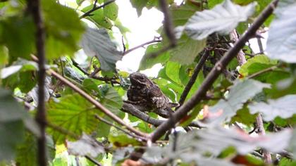 European Nightjar
