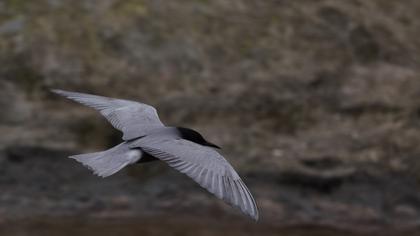 Black Tern