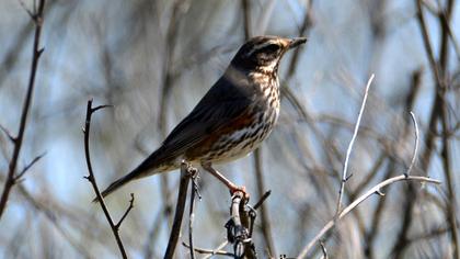 Redwing