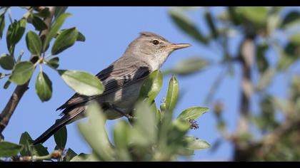 Zeytin mukallidi