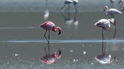 Küçük flamingo