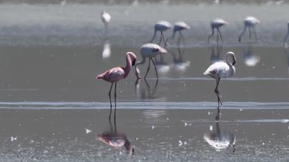 Küçük flamingo