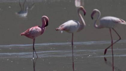 Küçük flamingo