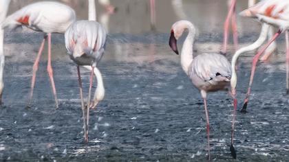 Küçük flamingo