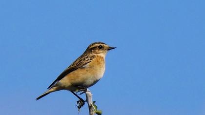 Whinchat