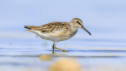 Broad-billed Sandpiper