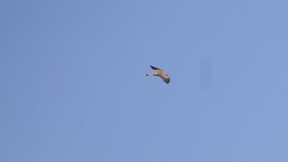 Lesser Kestrel
