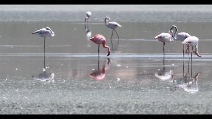 Küçük flamingo