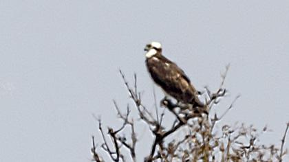 Balık kartalı