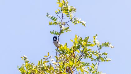 White-eared Bulbul