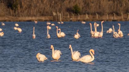 Flamingo