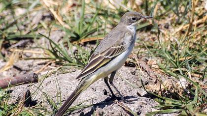 Sarı kuyruksallayan