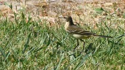 Sarı kuyruksallayan