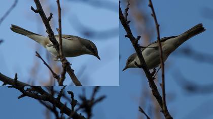 Küçük akgerdanlı ötleğen