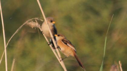 Bıyıklı baştankara