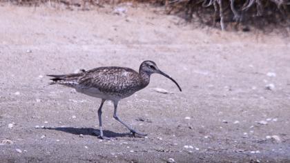 Sürmeli kervançulluğu