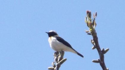 Karakulaklı kuyrukkakan