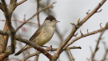 Karabaşlı ötleğen