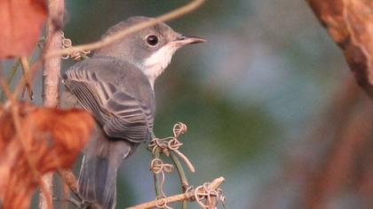 Akgerdanlı ötleğen