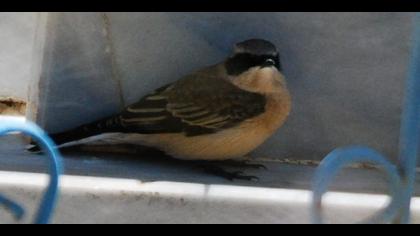 Karakulaklı kuyrukkakan