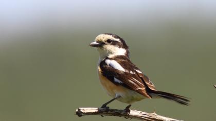 Maskeli örümcekkuşu