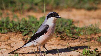 Karaalınlı örümcekkuşu