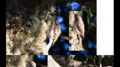 Orman tırmaşıkkuşu