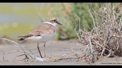 Halkalı küçük cılıbıt