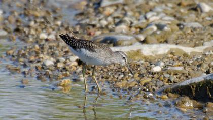 Orman düdükçünü