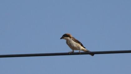 Kızılbaşlı örümcekkuşu