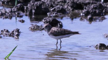 Sarıbacaklı kumkuşu