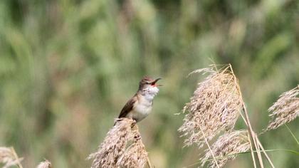 Büyük kamışçın
