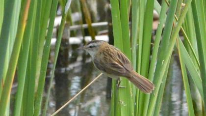 Bıyıklı kamışçın