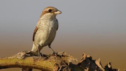 Kızılsırtlı örümcekkuşu
