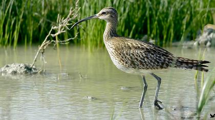 Sürmeli kervançulluğu