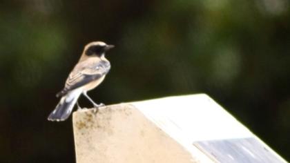 Karakulaklı kuyrukkakan