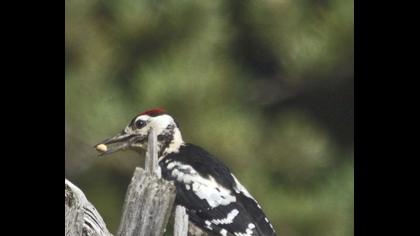 Orman alaca ağaçkakanı