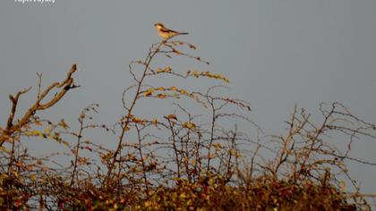 Karaalınlı örümcekkuşu