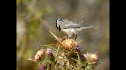 Akyanaklı baştankara