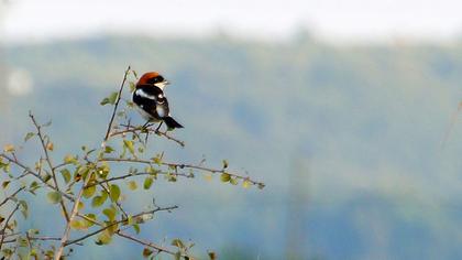 Kızılbaşlı örümcekkuşu