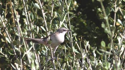 Küçük akgerdanlı ötleğen