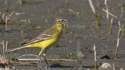 Sarı kuyruksallayan