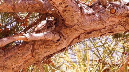 Bahçe tırmaşıkkuşu