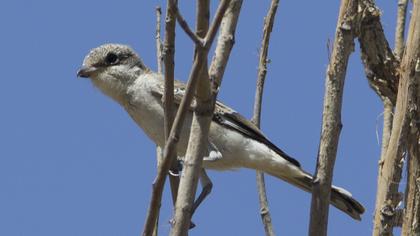Maskeli örümcekkuşu