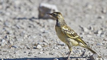 Sarı kuyruksallayan